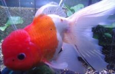 Assorted oranda fantail for sale  Miami