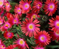 Delosperma jewel desert for sale  Milford