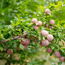 Gal. apricot plum for sale  Denver