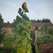 Huge giant sunflower for sale  GLOUCESTER