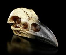 Alchemy cranio corvo usato  Spedire a Italy