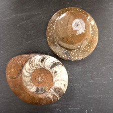 Ammonite fossils two for sale  SWINDON