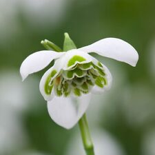 Galanthus hippolyta 6 for sale  LONDON