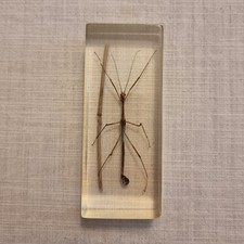 Gottesanbeterin stabheuschreck gebraucht kaufen  Köln