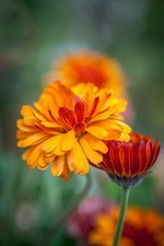 Pot marigold calendula for sale  GLOUCESTER