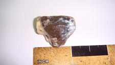 Hp20 fossil mammal for sale  Custer