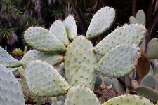 Taglio opuntia amyclaea usato  Trappeto