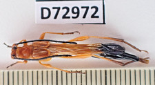 D72972. Insetos, besouros, Cerambycidae: Necydalis sp. Vietnã do Norte. Ótimo! Raro!, usado comprar usado D72972. Insetos, besouros, Cerambycidae: Necydalis sp. Vietnã do Norte. Ótimo! Raro!, usado comprar usado  Enviando para Brazil