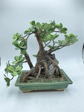 Faux bonsai tree for sale  Schenectady