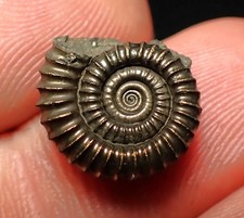 Crucilobiceras pyrite ammonite for sale  BRISTOL