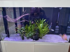 Aqua one fish for sale  PETERLEE
