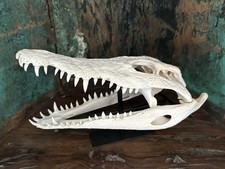 Krokodilschädel crocodylus ni gebraucht kaufen  Hamburg