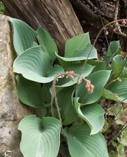 Hosta vert bouteille d'occasion  Metz-