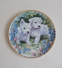Stoke trent westie for sale  CONGLETON