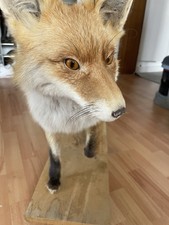 Ausgestopfter fuchs präparat gebraucht kaufen  Malente