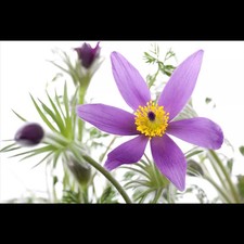 Pulsatilla vulgaris gewöhnlic gebraucht kaufen  Deutschland