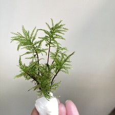 Live moss cluster for sale  Wilkes Barre
