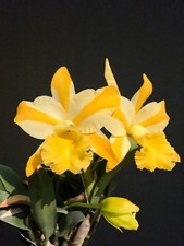 Cattleya hua young for sale  NOTTINGHAM