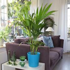 Kentia palme howea gebraucht kaufen  Wurzen