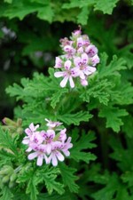 Lemon scented pelargonium for sale Lemon scented pelargonium for sale  UK
