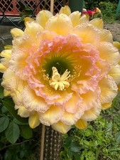 Ibrido trichocereus ka2015.92. usato  Spedire a Italy