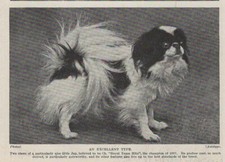 Japanese chin royal for sale  Tampa