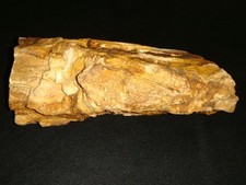 Old petrified wood for sale  Dyer