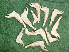 Sheep jaw bones for sale  PLYMOUTH