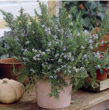Rosemary live herb for sale  Denver