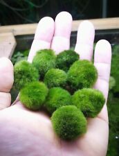 Marimo 2.5 pianta usato  Siracusa
