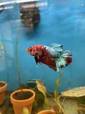 Betta live fish for sale  Hialeah