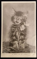kitten boy for sale kitten boy for sale HAYWARDS HEATH