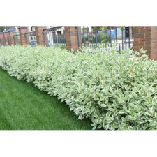 Variegated red twig for sale  Denver