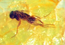 Pliocene amber africa for sale  WAKEFIELD