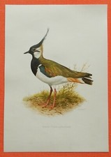 Kiebitz vanellus vanellus gebraucht kaufen  Lauenburg/ Elbe
