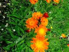 Fox cubs pilosella for sale  LONDON
