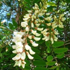 Robinia pseudoacacia tree for sale  Oakland Gardens