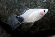 White moon platy for sale  RAINHAM
