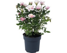 Zimmerrose special piia gebraucht kaufen  Deutschland