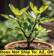 Fignomenal fig tree for sale  Fort Mill
