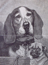 The dogs two d'occasion  Saint-Cyprien