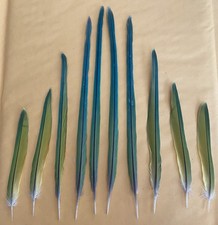 Indian ringneck parakeet for sale  Anoka