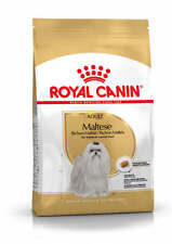 Maltese adult dry for sale  ENNISKILLEN