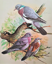 Wood pigeon. turtle for sale  NELSON