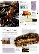 Termite invertebrates discover for sale  SLEAFORD