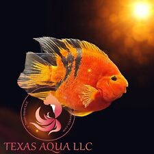 Live tiger red for sale  Cypress