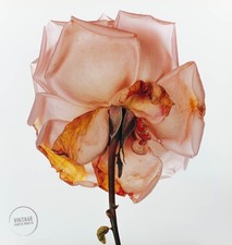 Foto botánica de colección Irving Penn rosa flor grabado bellas artes 1980 mate 13x14 segunda mano  Embacar hacia Mexico