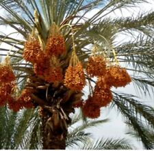 Deglet nour date for sale  DUDLEY