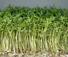 Crescione comune lepidium usato  Trappeto