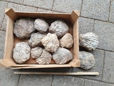 Scatola ostriche giganti usato  Spedire a Italy